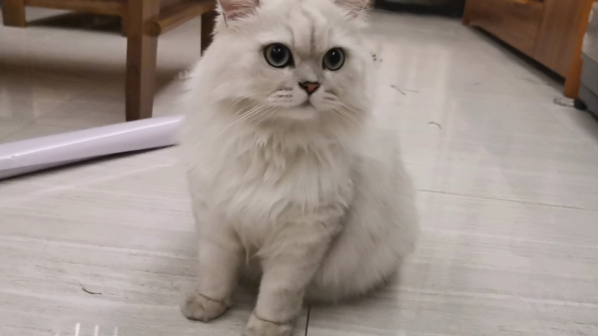 【米糊】给12斤猫猫准备了丰盛的晚餐~